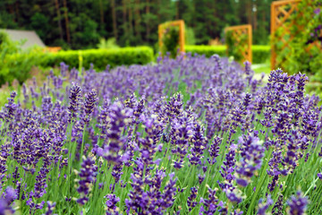 Obraz premium lavender flowers in the garden in the summer.