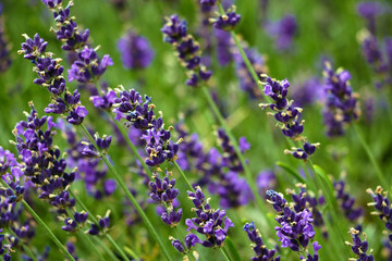 Closeup image of violet lavender flowers in the field in sunny day.