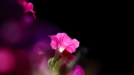 Fototapeta na wymiar A pink flower on a dark background,Petunia.