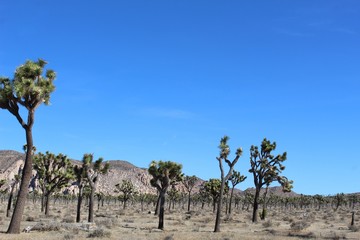 After traveling through modern cities which have replaced indigenous culture and ecology, serene comfort seems to coalesce in Joshua Tree National Park where native plants still dominate the expanse.