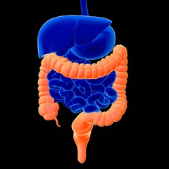 3d illustration human large intestine 3D render