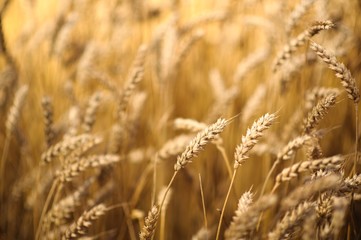 Wheat Field close up. Picture with shallow DOF