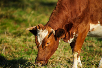 cow on the green pasture