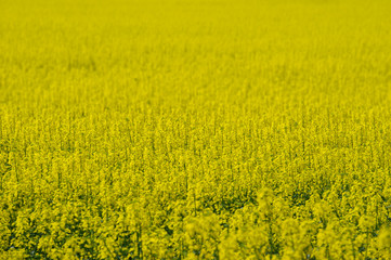 Yellow oilseed rape field with flowers