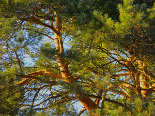 branches of a fluffy pine tree against the blue sky