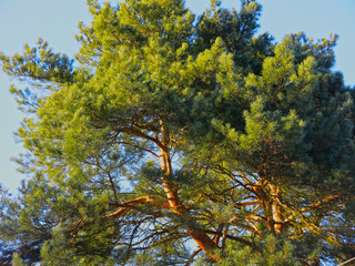 Obraz premium branches of a fluffy pine tree against the blue sky