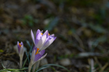 Close up of wild saffron flowers in a field,springtime blossom