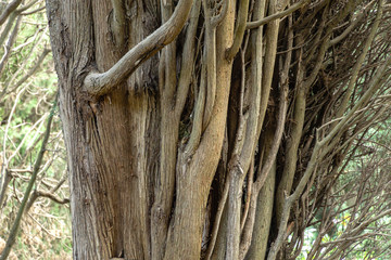Picturesque multi-barrel cypress gray trunk in Massandra park, Crimea. Selective focus. Scenic background for theme of nature and ecology