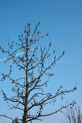 Liquidambar styraciflua