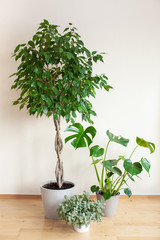 houseplants fittonia, monstera and ficus benjamina in flowerpots