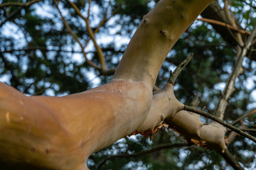 Close-up of like coral red trunk and branches of Arbutus andrachne tree or Greek strawberry tree in Massandra park, Crimea. Selective focus
