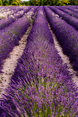 Obraz na płótnie Canvas Lavendelblüten mit blühenden lavendelfeld im Hintergrund