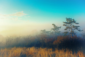 Fototapeta na wymiar Sunset over misty forest in golden color and vivid blue sky. Matras mountain at Matrafured, Hungary
