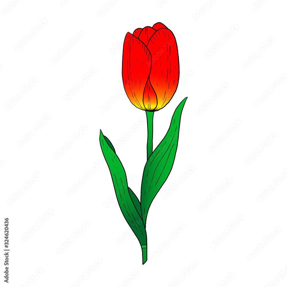 Wall mural red tulip hand drawn drawing.stylized image of a tulip flower.one tulip isolated on a white backgrou