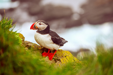 Single atlantic puffin