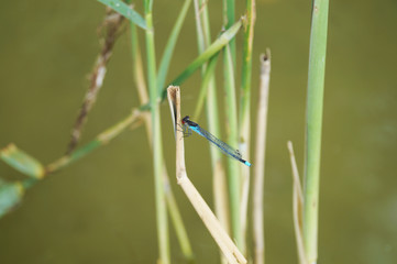 Libelle, Natur, Insekt