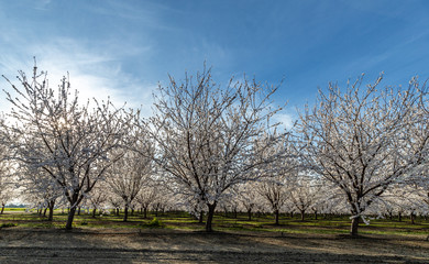 Blossoming Almond Trees in the Spring