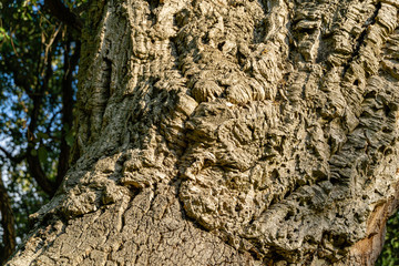 Close-up of bark cork oak tree (Quercus suber) in Massandra landscape park in Crimea. Rich colorful...