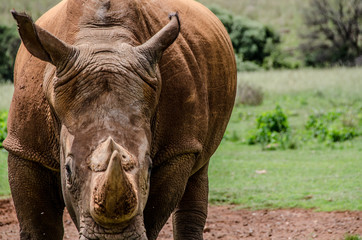 Nice rhino in Kruger National Park