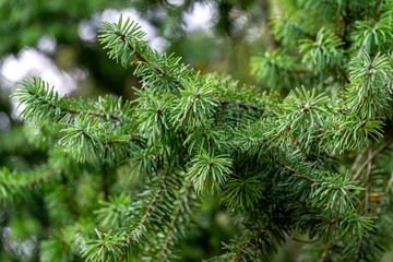 Close-up beautiful Douglas fir (Pseudotsuga menziesii) branch in Massandra park, Crimea. Selective...