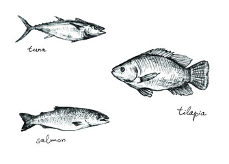 Set of different fish: tuna, tilapia and salmon. Line drawing