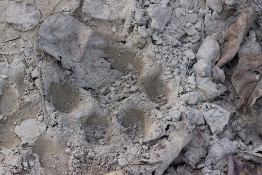 the footprint of a tiger's paw on the ground 