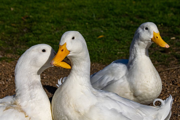 Pekin ducks crossing their yellow beaks