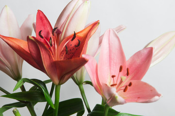 Pink lily flower ower white