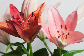 Pink lily flower over green