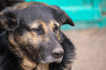 Face of happy relaxed and sleeppy Central Asian Shepherd Dog sleeping on duty guarding.