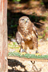 Falcon near village Hortobagy, NP Hortobagy, Hungaria