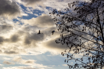 isolated mallard ducks couple anas platyrhynchos flying in blue sky