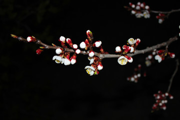 Close up cherry blossom on black background -Stock image. Blooming Japanese sakura buds on dark sky...