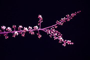 Close up cherry blossom on black background -Stock image. Blooming Japanese sakura buds and flowers on dark sky with copy space.