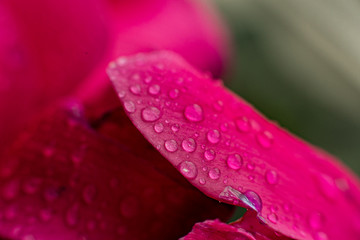 Pink hibiscus flower petals with water drops. Bright red hibiscus blossom with water drop, closeup macro. Red full bloom petals texture © Наталья Мироненко