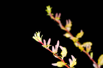Close up weeping  willow on black background – Royalty Free Stock photo. Blooming  osier on dark sky with copy space © Olga