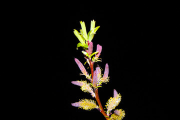 Close up weeping  willow on black background – Royalty Free Stock photo. Blooming  osier on dark...