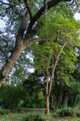Beautiful Arbutus andrachne tree or Greek strawberry tree with red trunk and evergreen leaves on Pubescent oak (Quercus pubescens) background in Massandra park, Crimea. Scenic landscape for any theme