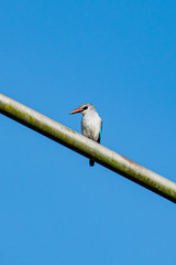 Woodland kingfisher (Halcyon senegalensis) perched on a metal post with the remains of a tiger moth prey on beak, Entebbe, Uganda