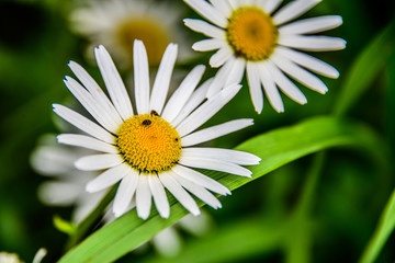 Fototapeta premium Daisy