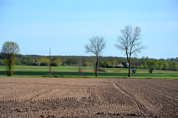 plowed furrows and sown field in spring