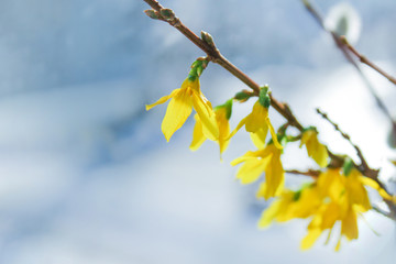 flowering bush of forsythia. spring mood, the awakening of nature.