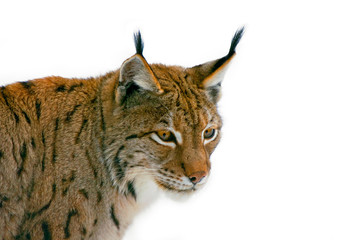 Le lynx d& 39 Europe (Lynx lynx) close up portrait against white background