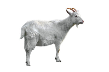 Belgian breed Flemish goat (Capra hircus), Belgium