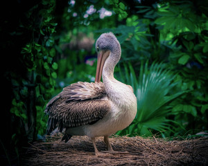 In the green forest, a pelican is tidy up his feathers 