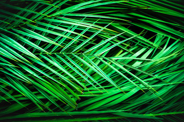 tropical palm leaves, jungle leaf floral background