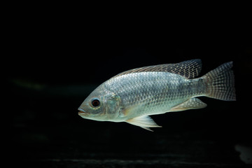 A crucian carp is swiming  isolated on  black background