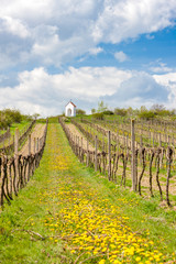Fototapeta premium vineyards near Hnanice, Znojmo region, Czech Republic