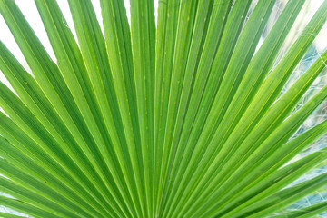 Fototapeta premium Leaf of palm tree