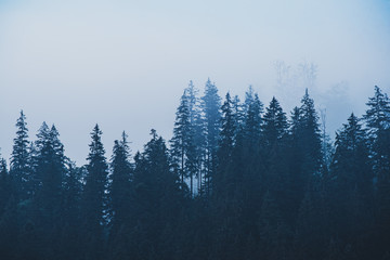 Misty mountain landscape